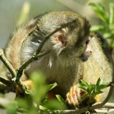 Saïmiri commun (Saimiri sciureus) Ou Singe-écureuil commun. 
