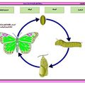 دورة حياة الفراشة