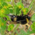 Bombus