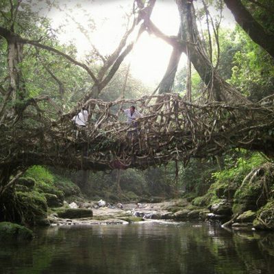 Des ponts en racines entrelacées