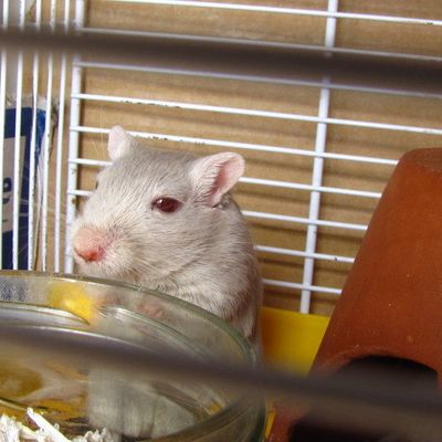 Nids d'Etoile et Lune, Plume aussi se prépare