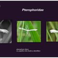 famille des : Pterophoridae 