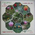 Tulipes du jardin ...