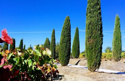 Passion Vin dans le Luberon...