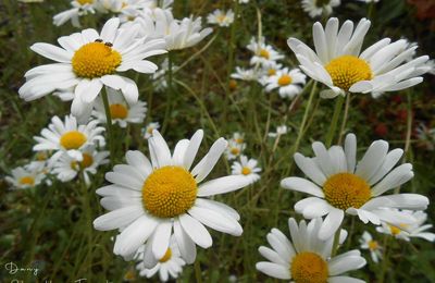 Marguerites du jardin