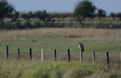 Faucon pèlerin, Falco peregrinus