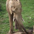 NAMIBIE - Des Eléphants qui se portent bien
