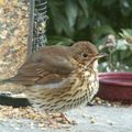 Les oiseaux cherchent leur nourriture...