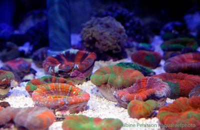 Interzoo 2012 et raretés animales