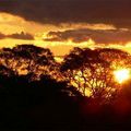 Trois jours en Amazonie…dans la réserve naturelle de Tambopata