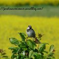 Les Oiseaux sont au plus haut niveau de vigilance !