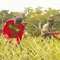 Entrepreneuriat agricole:le prix « Agricult’Or » se prépare 