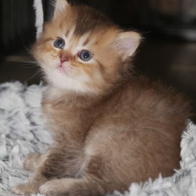 Chaton British longhair brown ticked tabby mâle né le 15 mai 2022 RÉSERVÉ 