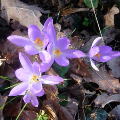 Mon Journal du lundi ....