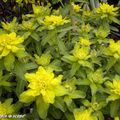 Euphorbia polychroma est un vrai bijou vert-jaune acidulé