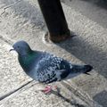 Pigeon parisien