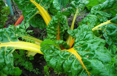 Lasagnes de courgette