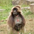 Gelada