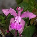 Hybride de Cattleya