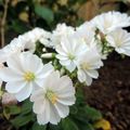 Quelques fleurs de mon jardin