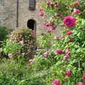 'Baron J. B. Gonella', à droite,  une rose ancienne au parfum capiteux,placée près de l'entrée pour nous accueillir...