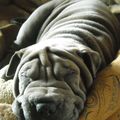 le sharpei de ma fille 