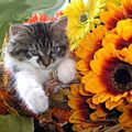 Serviette chats et fleur orange...