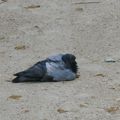 Un pigeon paresseux, qui attend la pluie !