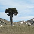 PAS DES ECONDUS,L'ARBRE TAILLE, PAS DE CHABRINEL