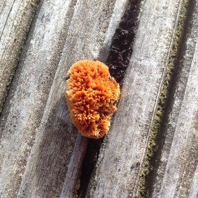 TERRASSE BOIS = MERULES et ATTAQUES FONGIQUES - Partie 01