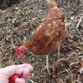 Tomates cerises