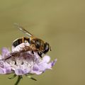 Scabieuse et Miss Eristale * Scabiosa and Miss Eristalis