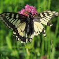 Machaon à Montfaucon, en Argonne, le 17 mai 2020