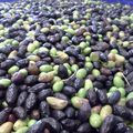 Le temps des olives!