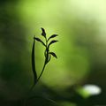 Visite au jardin des papillons