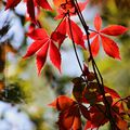 Couleurs d'automne * Autumn colors #1