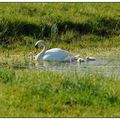 Famille de cygne tuberculé