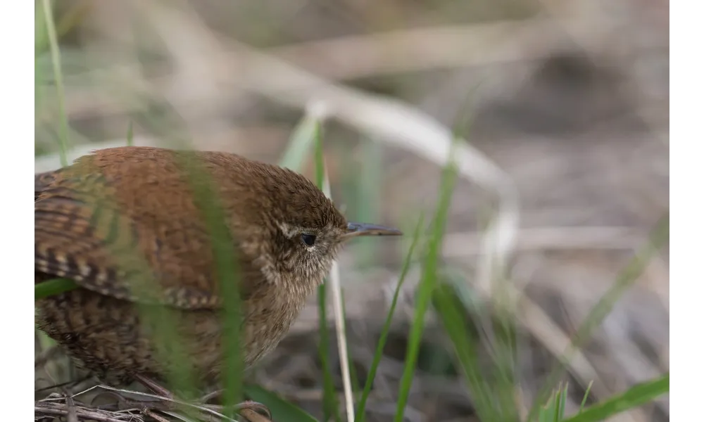 Troglodytes troglodytes (Linnaeus, 1758)