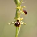 Orchidées sauvages : la saison commence !  voici l'ophrys petite araignée qui est déjà sortie.