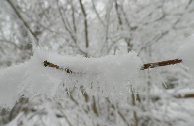 flocon de neige