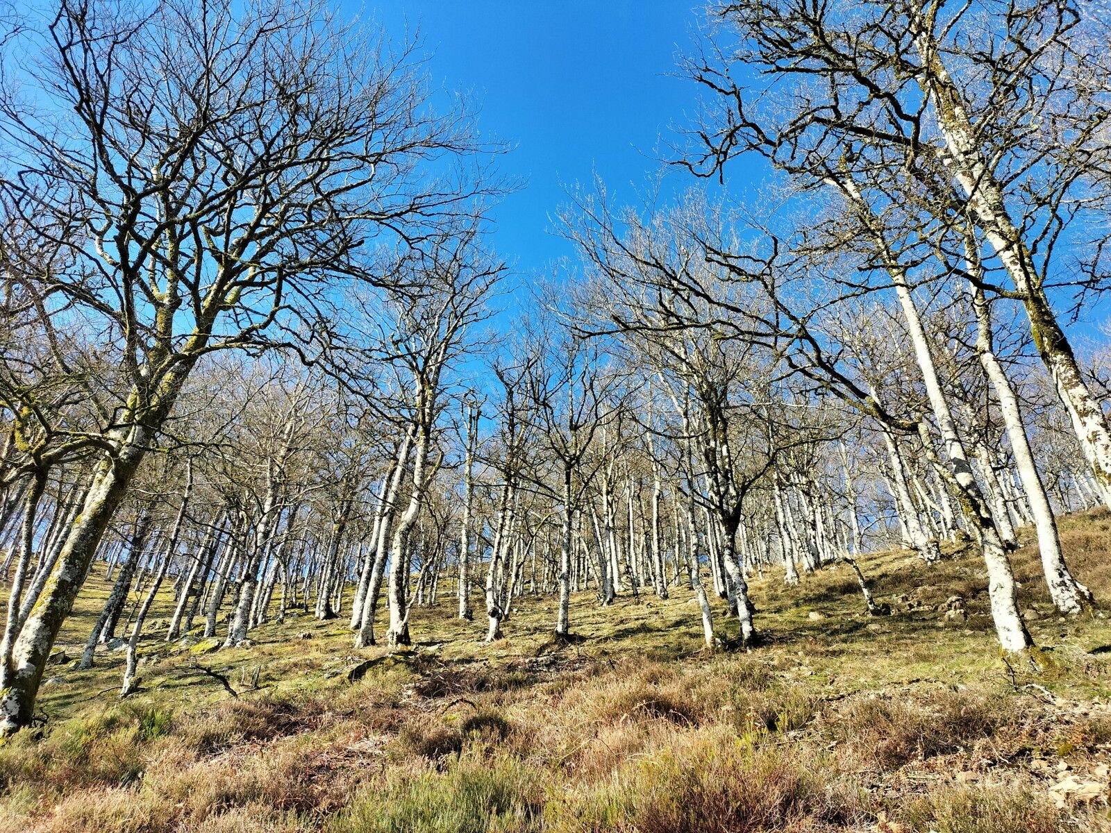 L'Autza, en chemin, forêt de hêtres.. (64)
