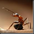 oh une fourmi