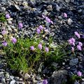 As-tu vu le vent venir et la fleur s'écarter ?