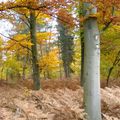 Forêt de Maisons-Laffitte - novembre 2007