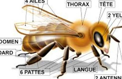Sciences : Les abeilles