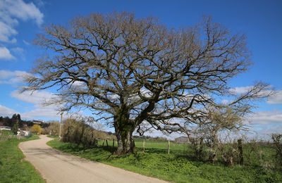 Le chêne de Beaufremont ce 3 avril 2023. (Arbres remarquables du département des Vosges).