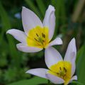 quelques tulipes de notre jardin