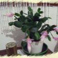 des fleurs en hiver