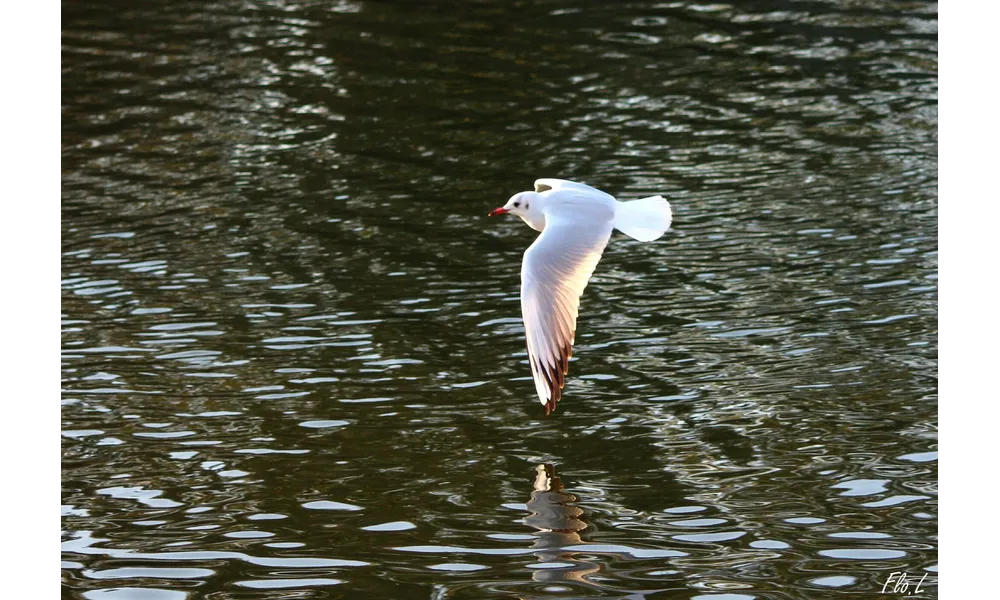 Les mouettes