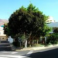Rond-point à San Nicolas de Tolentino (Espagne)